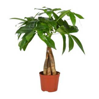 Pachira aquatica - Ø12cm - ↕35cm