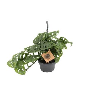 Fensterblatt - Ø14cm - ↕30cm
