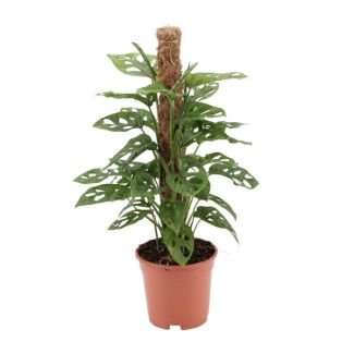 x-Gartenpflanze, Grüne Zimmerpflanze, Tropisch, Fensterblatt - Ø17cm - ↕60cm