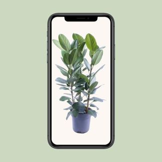 Ficus Audrey Fuß 3 Stecklinge - Ø27cm - ↕105cm