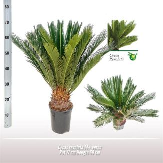 Sago-Palme - Ø17 ↕60