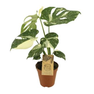 Bunte Fensterblattpflanze, Grüne Zimmerpflanze, Tropisch, Monstera Deliciosa - Ø15cm - ↕50cm