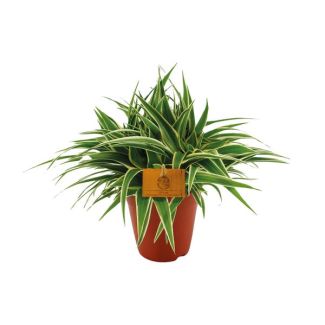 Der Grünlilienstrauch mit Buntblättern, Chlorophytum Ocean - Ø15cm - ↕25cm