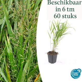 Japanisches Ziergras, Cremefarbene Pluimen, Hakonechloa macra - ↕10-25cm - Ø9cm