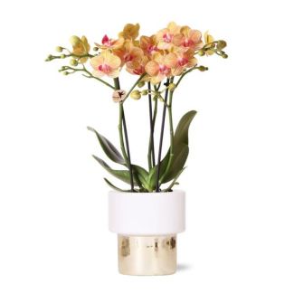 Schmetterlingsorchidee Jamaika, Farbe Weiß, Üppiger Topf, Blühende Zimmerpflanze, Phalaenopsis-Orchideen, Topfgröße 09 cm