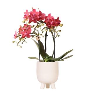 Schmetterlingsorchidee Kongo, Farbe Rot, Gummitopf Travertin, Blühende Zimmerpflanze, Phalaenopsis-Orchideen, Topfgröße 09cm