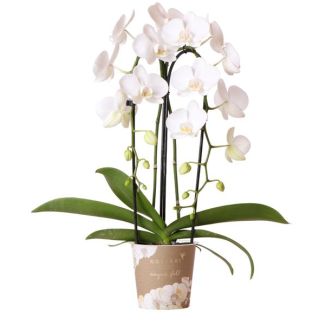 Schöne Schmetterlingsorchidee Niagara Fall, Farbe Weiß, Geschenkidee, Topfgröße Ø12cm, blühende Zimmerpflanze