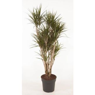 190 cm Dracaena Anita Variegata - Ideal für Häuser und Büros - Drachenbaum