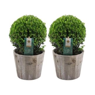 2x Japanische Stechpalme (glatt glänzendes Blatt), Schöne grüne Kugel in Holztopf | Set von 2 Stück, Ilex crenata Jenny | 20 cm Ø Durchmesser 30 cm hoch