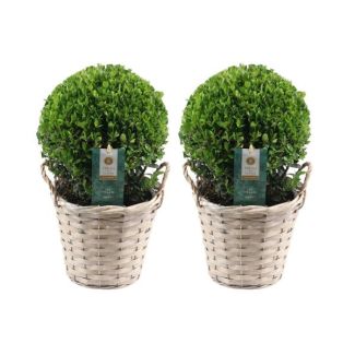 2x Japanische Stechpalme (glatt glänzendes Blatt), Schöner grüner Ball im Korb | Set von 2 Stück, Ilex crenata 'Jenny' | 20 cm Ø Durchmesser 30 cm hoch