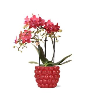 Schmetterlingsorchidee Kongo, Farbe Rot, Beeren-Übertopf, Blühende Zimmerpflanze, Phalaenopsis-Orchideen, Topfgröße 09cm