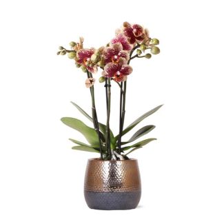 Schmetterlingsorchidee Spanien, Farbe Gelb/Rot, Elite Topf Kupfer, Blühende Zimmerpflanze, Phalaenopsis Orchideen, Topfgröße 09cm