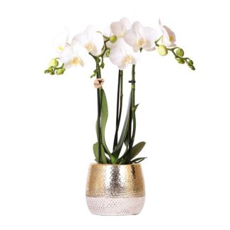 Schmetterlingsorchidee Amabilis, Farbe Weiß, Elite Topf Gold, Blühende Zimmerpflanze, Phalaenopsis Orchideen, Topfgröße 09cm