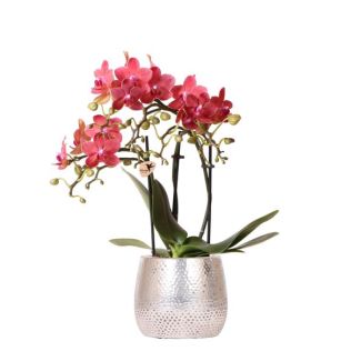 Schmetterlingsorchidee Kongo, Farbe Rot, Elite Topf Silber, Blühende Zimmerpflanze, Phalaenopsis Orchideen, Topfgröße 09cm