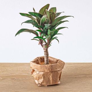 Do-it-yourself Terrarium Nachfüll- und Startpaket mit 6 verschiedenen Arten von Terrarienpflanzen