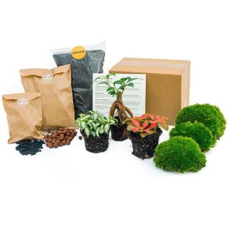 Terrarium Starter- und Nachfüllkit mit Ficus Ginseng Bonsai, Kugelmoos, Blähton, Blumenerde