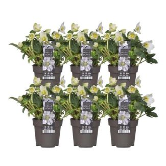 6x Christrose Helleborus niger 'Christmas Carol', Weihnachtsblume | 12 cm Ø | 20 cm ↕