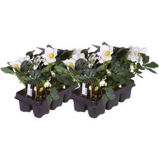 12x Christrose Helleborus niger 'Christmas Carol', Weihnachtsblume | 7 cm Ø | 20 cm ↕