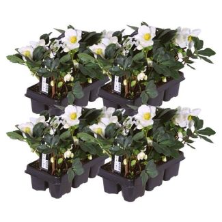 24x Christrose Helleborus niger 'Christmas Carol', Weihnachtsblume | 7 cm Ø | 20 cm ↕