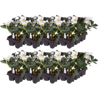 48x Christrose Helleborus niger 'Christmas Carol', Weihnachtsblume | 7 cm Ø | 20 cm ↕
