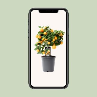 Calamondin-Orangebaum