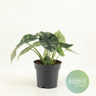 Drachenpflanze, Alocasia Drache, Ø14cm - ↕25cm hoch