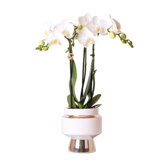 Schöne Schmetterlingsorchidee amabilis, Farbe Weiß, Geschenkidee, Le Chic Zierpot Farbe Silber, Topfgröße Ø9cm, blühende Zimmerpflanze