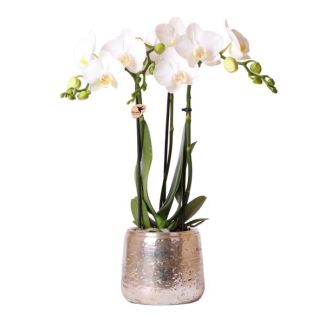 Schöne Schmetterlingsorchidee Amabilis, Farbe Weiß, + Luxus Übertopf Silber, Ø9cm, 40cm hoch