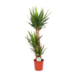 Beliebte Zimmerpflanze Yucca Elephantipes 125 cm - Luftreinigende Stamm-Pflanze für drinnen