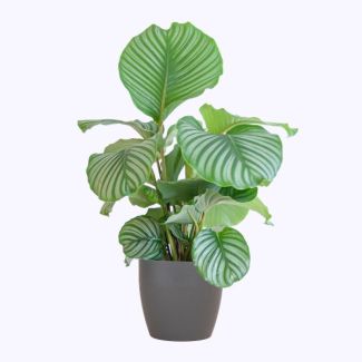Calathea Orbifolia mit grauem Übertopf - 65 cm - Ø21
