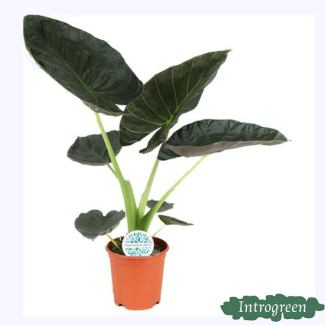 Elefantenohren, Alocasia Regal Shield, Grüne Pflanze, Tropisch, Ø21cm - ↕90cm hoch