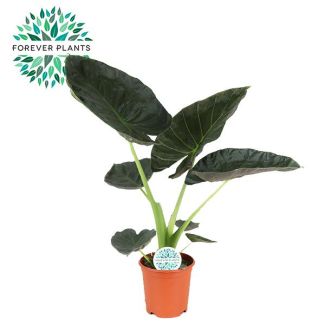 Elefantenohren, Alocasia Regal Shield, Grüne Pflanze, Tropisch, Ø21cm - ↕90cm hoch