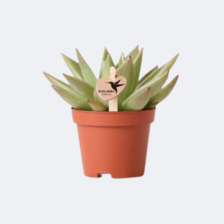 Zwerg-Aloe Vetpflanze Aloe Brevifolia