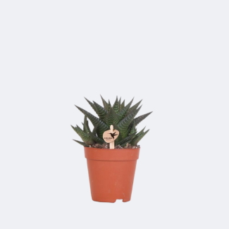 Haworthia Königliche Hoheit