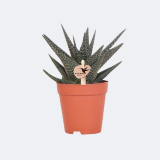 Haworthia Königliche Hoheit