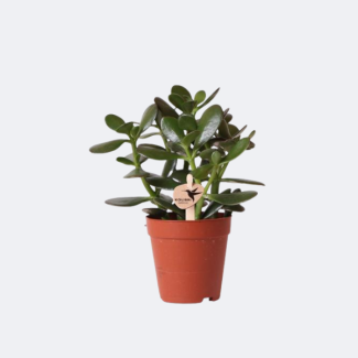 Geldbaum, Dickblatt Crassula ovata