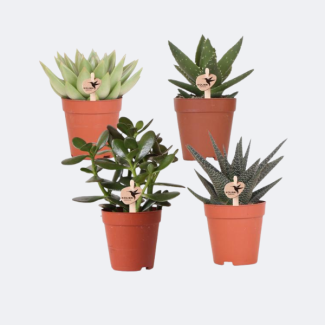 4 Stück Sukkulenten