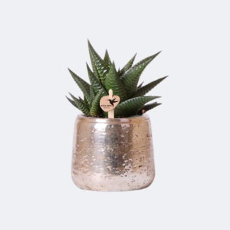 Sukkulente Haworthia Limifolia in luxuriösem silbernen Übertopf