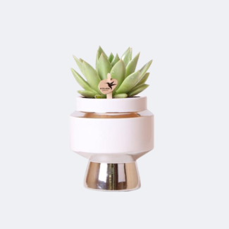 Sukkulente Echeveria Miranda in Le Chic Silber Dektopf