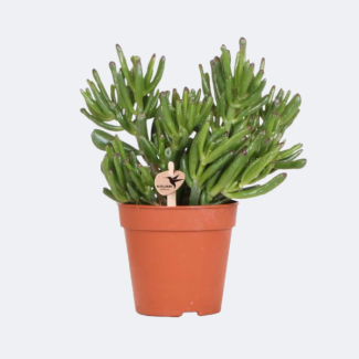 Jadepflanze, Crassula Hobbit