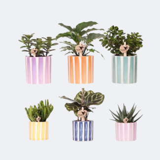 6 Stück Sukkulenten in gestreiften Zier-Töpfen