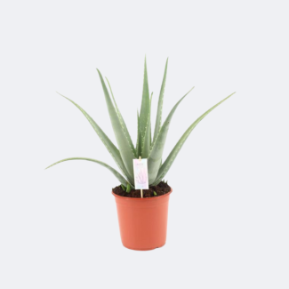 Aloe Vera, Ø24cm - ↕70cm, Grüne Pflanze, Medizinische Eigenschaften