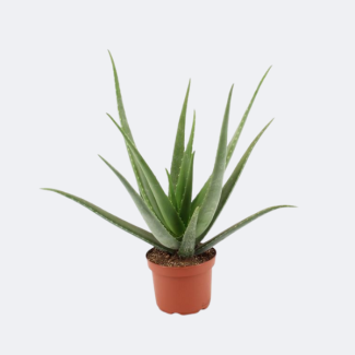 Aloe Vera, Ø19cm - ↕70cm, Grüne Pflanze, Medizinische Eigenschaften