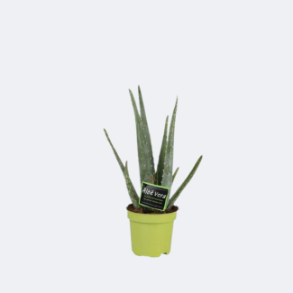 Aloe Vera, Ø10.5m - ↕35cm, Grüne Pflanze, Medizinische Eigenschaften