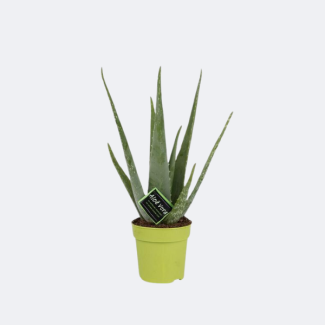 Aloe Vera, Ø12cm - ↕45cm, Grüne Pflanze, Medizinische Eigenschaften