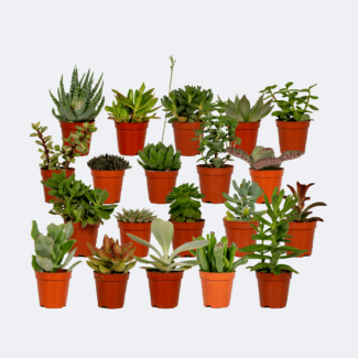 Sukkulenten, Sukkulentenmischung 20 Stück Ø5 5cm - ↕7cm
