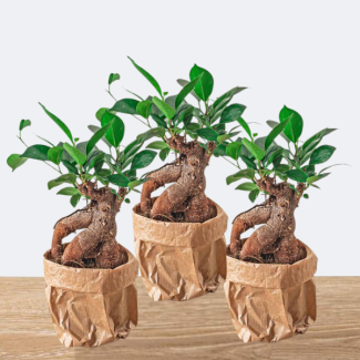 3 x Ginseng Feigenbaum Bonsai - Ficus Microcarpa Ginseng - Topfgröße 8,5 cm - Set von 3 Stück