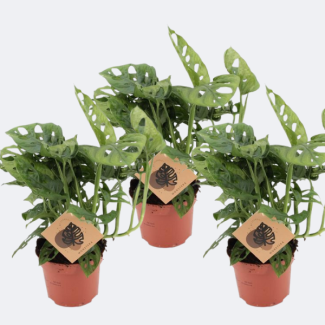 3x Gartenpflanze, Grüne Zimmerpflanze, Tropisch, Monstera Deliciosa - Ø12cm - ↕30cm