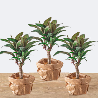 3 Stück Mini-Palme Cordyline fruticosa 'Purple Compacta' Ø6 - kompakte Pflanze (Terrarienpflanze)