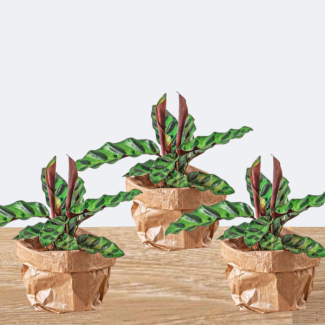 3 Stück kleine Pfeilblattpflanzen - Calathea Lancifolia - Terrarium - Zimmerpflanze - Topfgröße 6, Höhe etwa 12 cm mit Topf